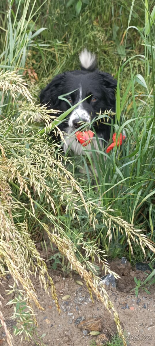 Krytí pes Border kolie - 10