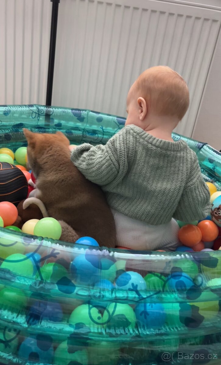 Štěňátko Shiba inu s PP - 10