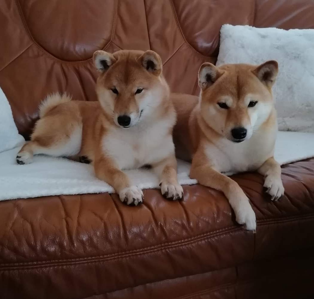 Shiba Inu - 10