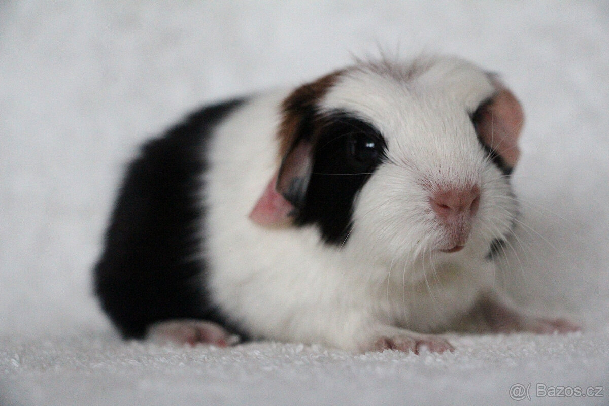 Krátkosrsté morče, morčátko, morčata s PP - 10
