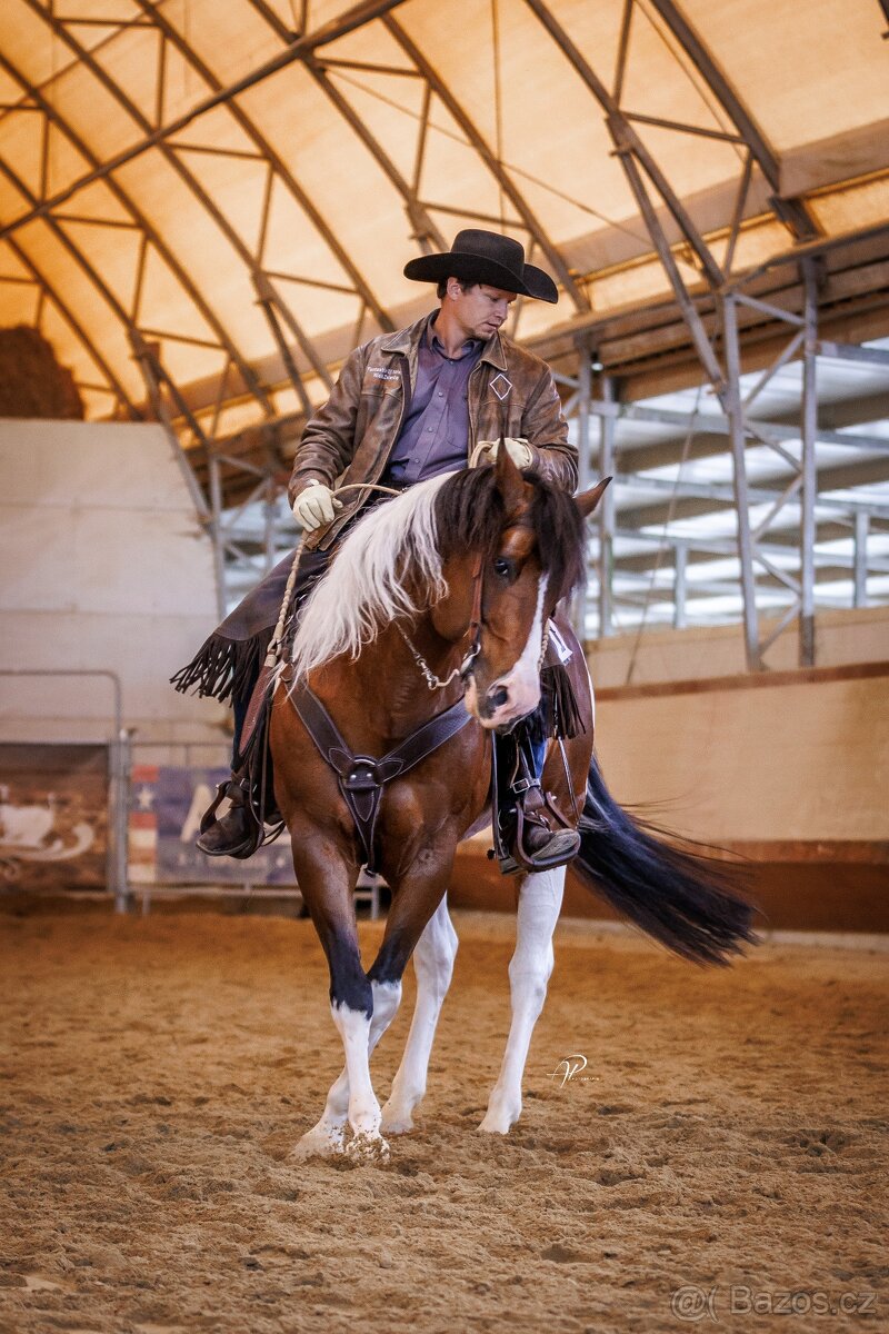 Fantastic Dj Valentin -připouštění homozygotní APH plemeník - 10