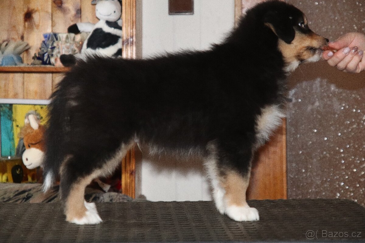 Australských ovčák s PP - 10