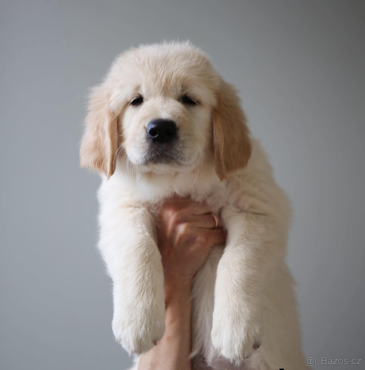 Zlatý Retrívr - 10