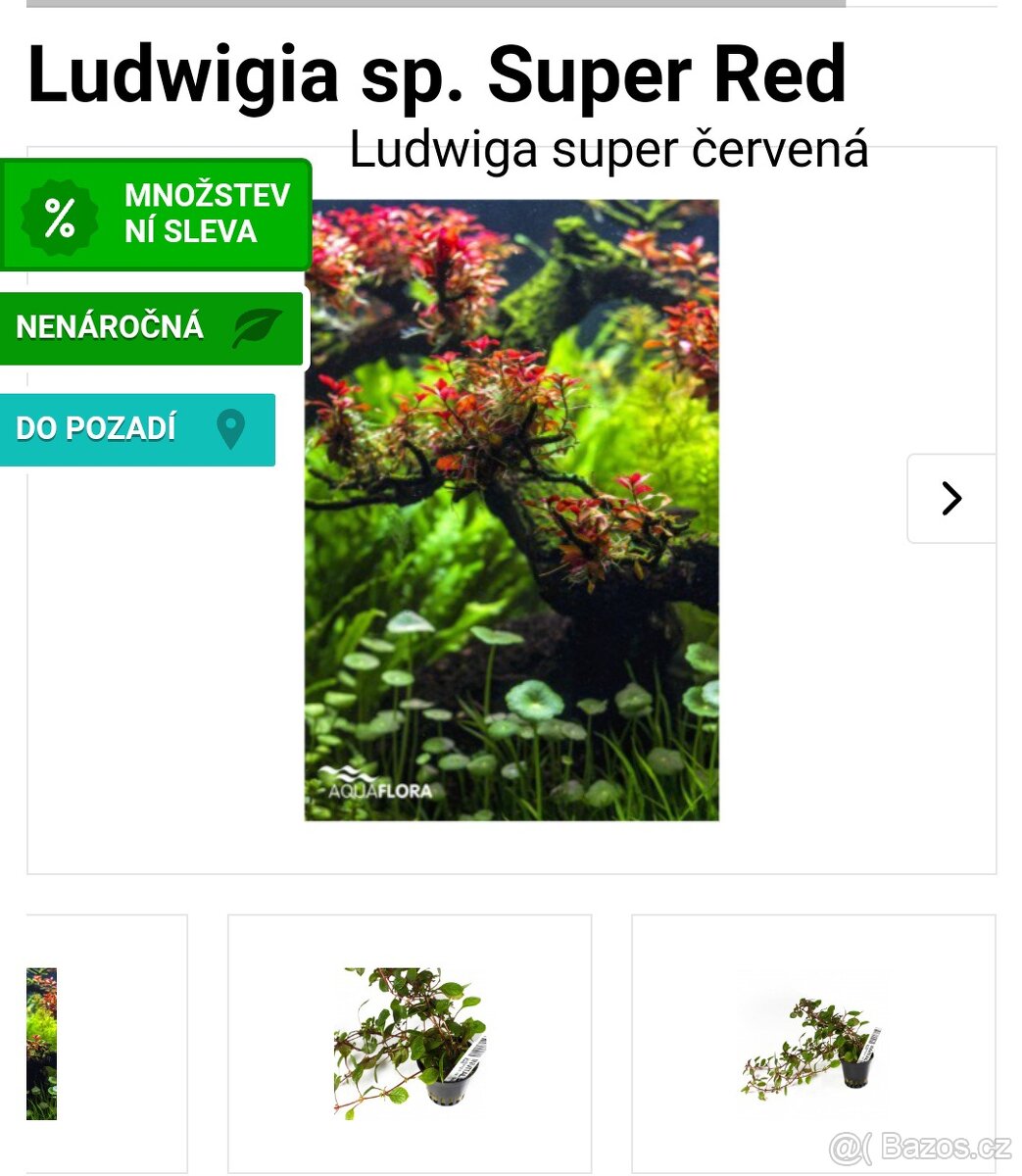 Akvarijní rostlinky a krevetky Red Cherry - 10