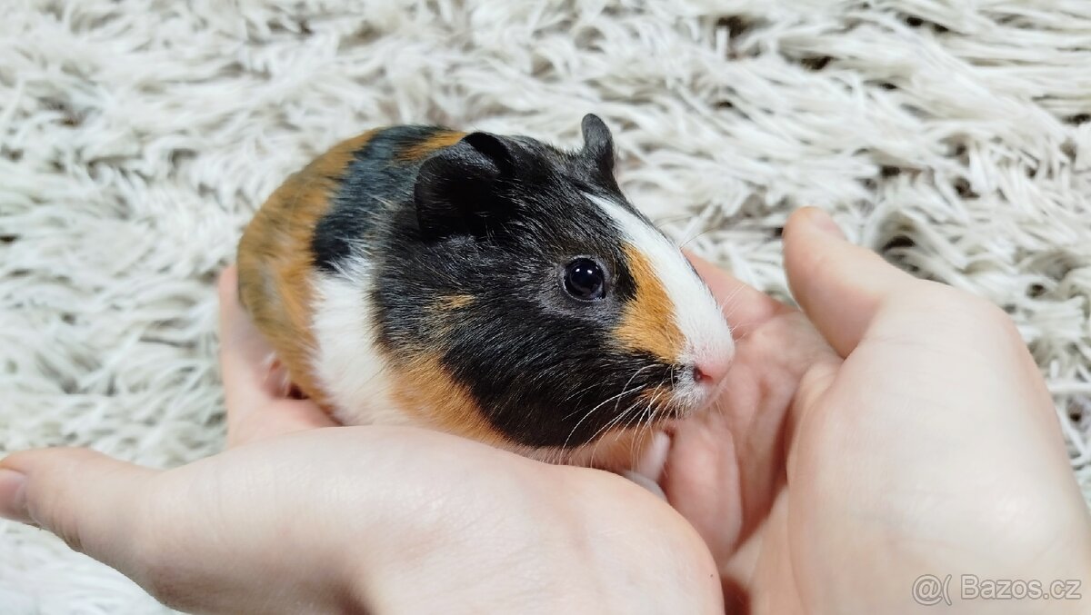 Morče, Morčata, Morčátko, Morčátka -JUSTÝNA A JESSIE - 10