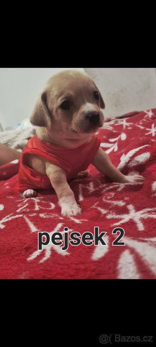 Čivava mini štěňata bez pp - 10
