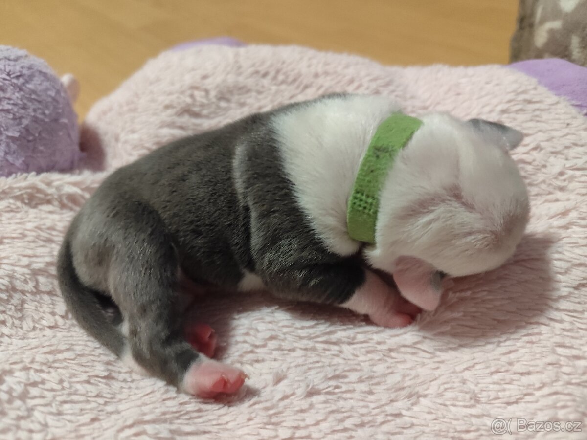 Americký staford - 10