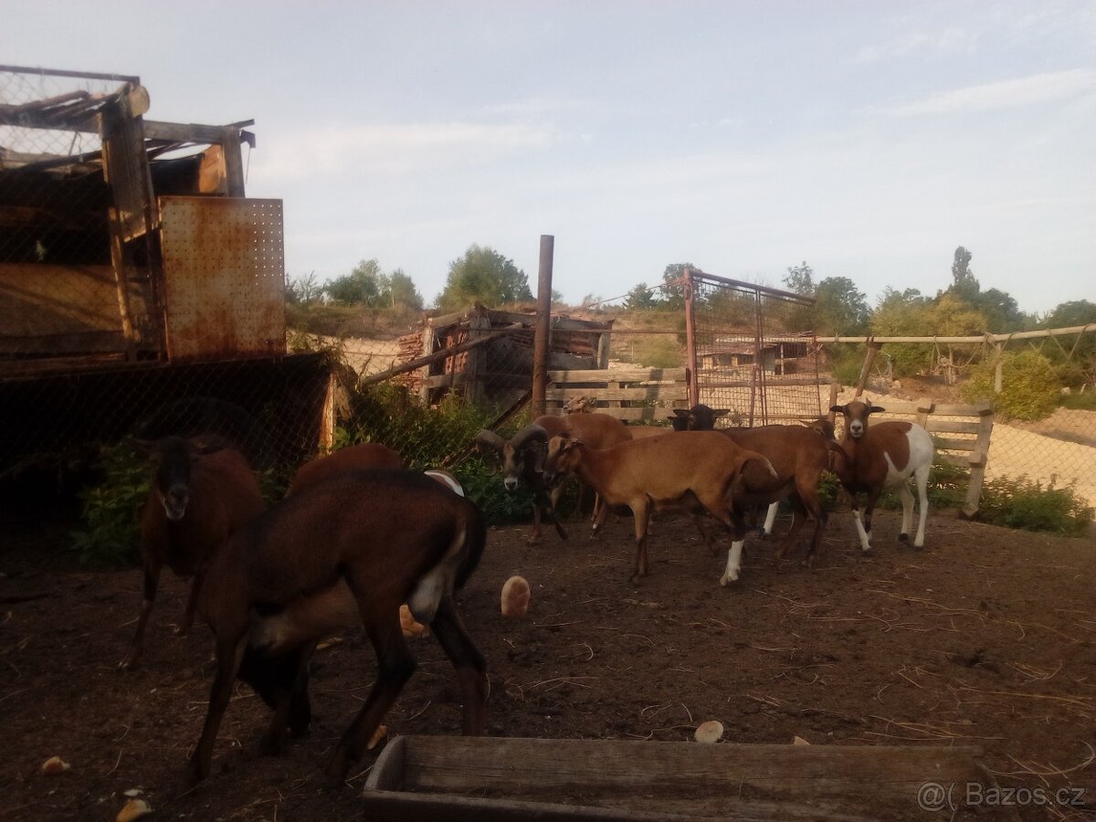 Prodám jehňata ovce kamerunske - 10