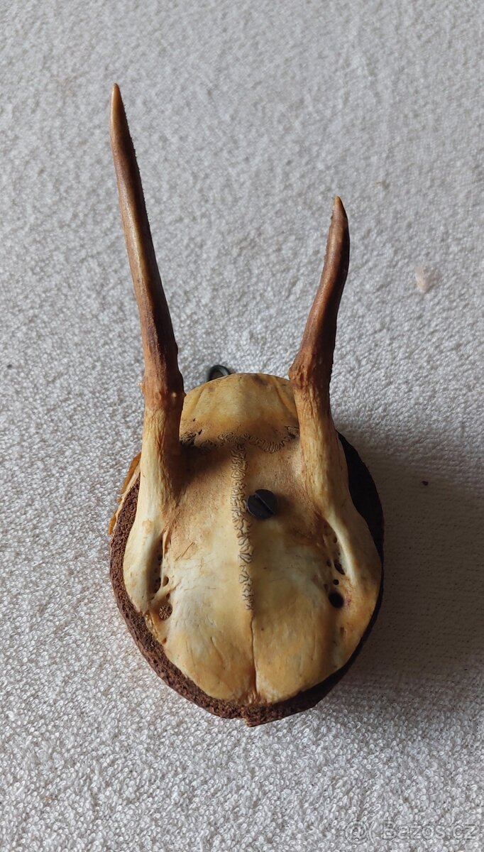 parohy a parůžky - 10