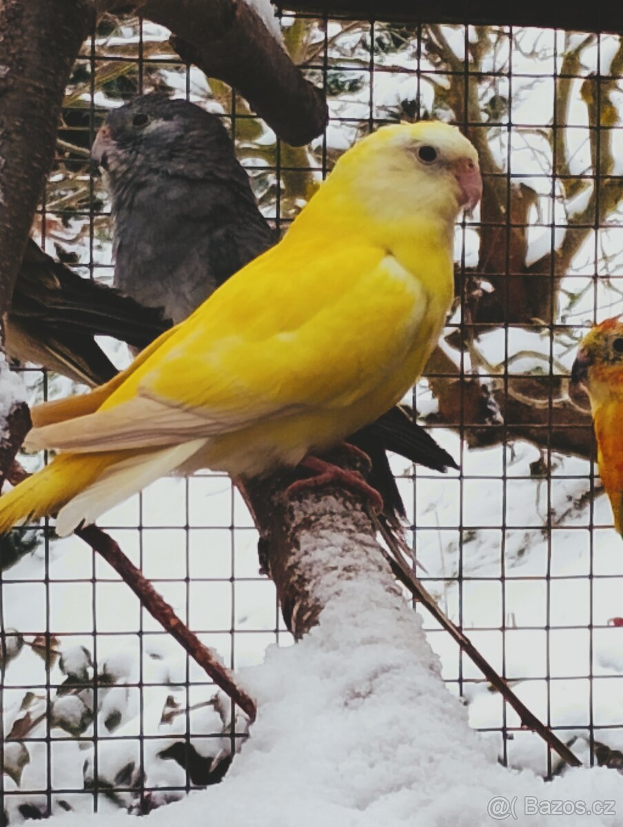 PAPOUŠEK ZPĚVAVÝ - 10