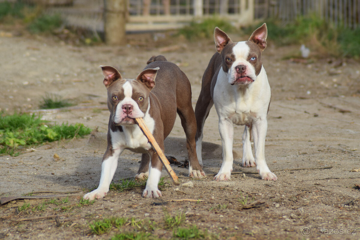 bostonský teriér s PP - modrý+lilac pejsek, modrá holčiča - 10