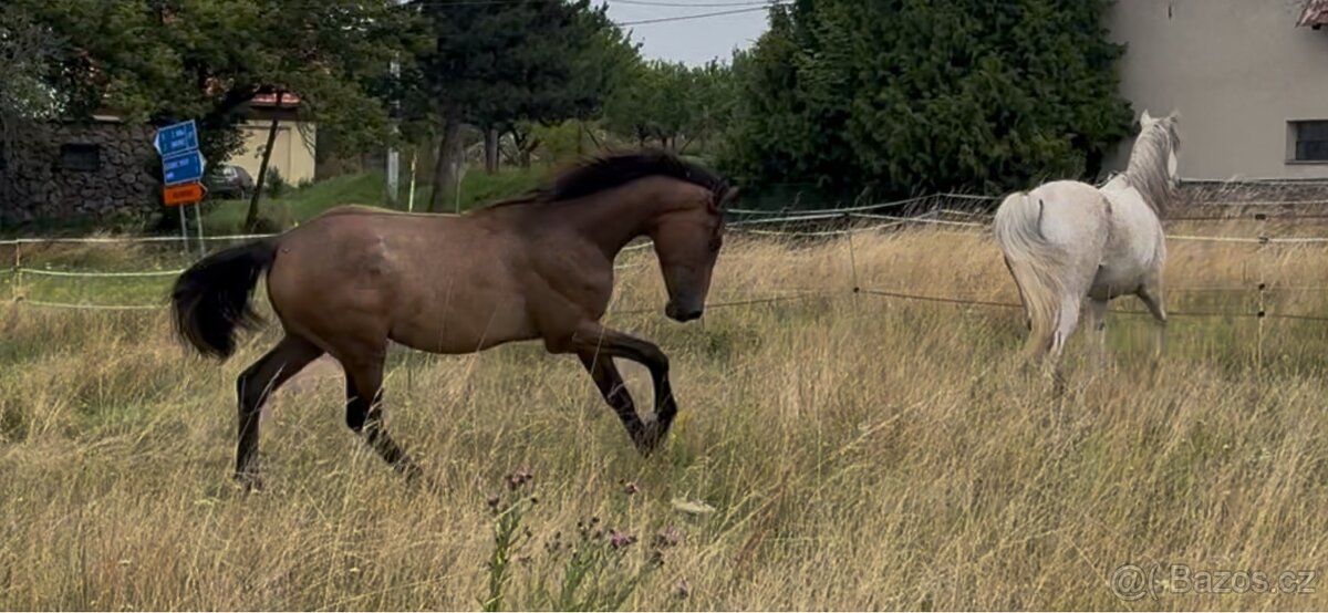 Prodáme 1,5 letou klisnu Českého teplokrevníka, ČT - 10
