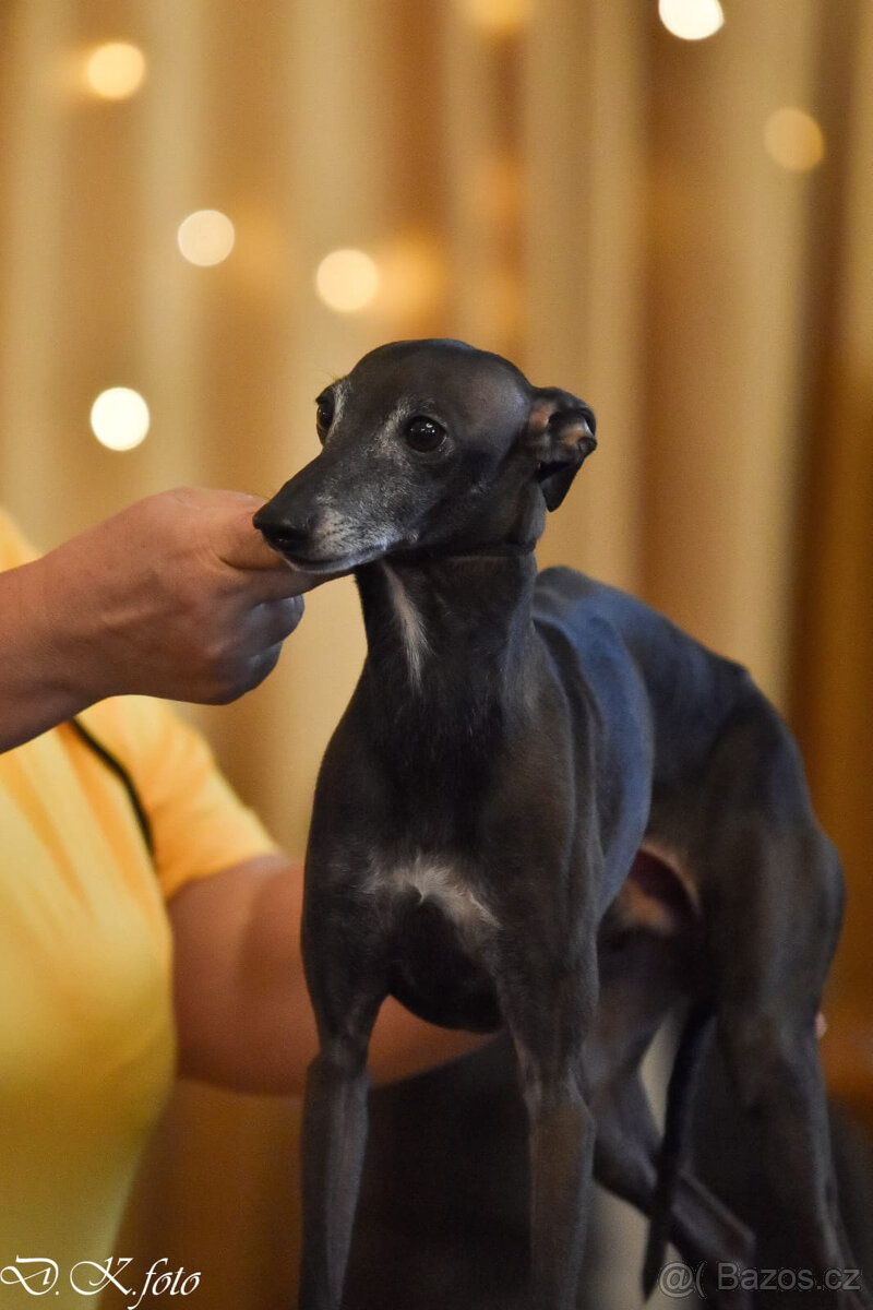 ITALSKÝ CHRTÍK - 10