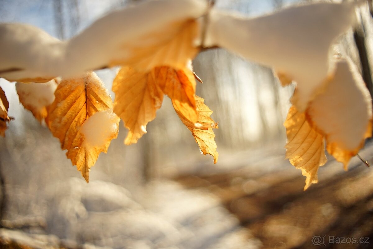 Meyer Optik Orestegon 2,8/29 mm - M42 závit - 10