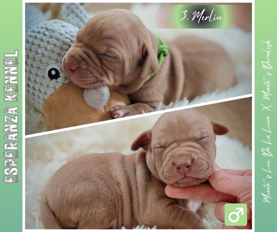 Americký pitbull teriér štěňata s PP - 10