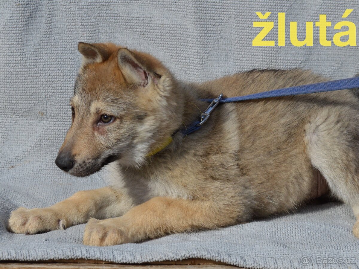 Československý vlčák - 10