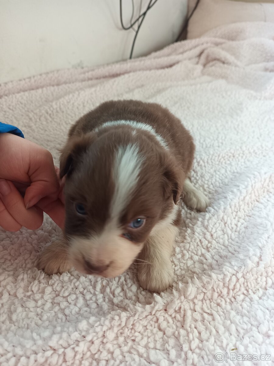 Australský ovčák bez PP - 10