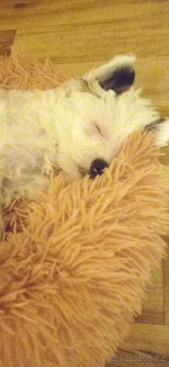 Čínský chocholatý pes - 10