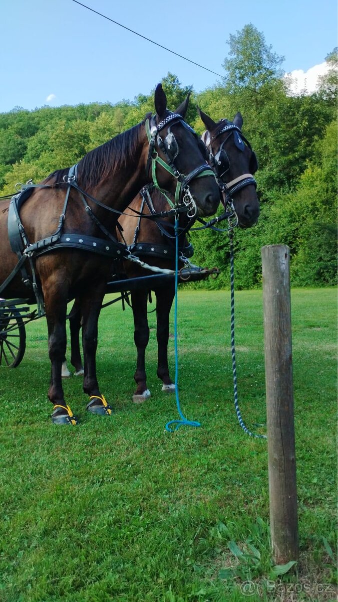 Pasování botek pro koně: - 10