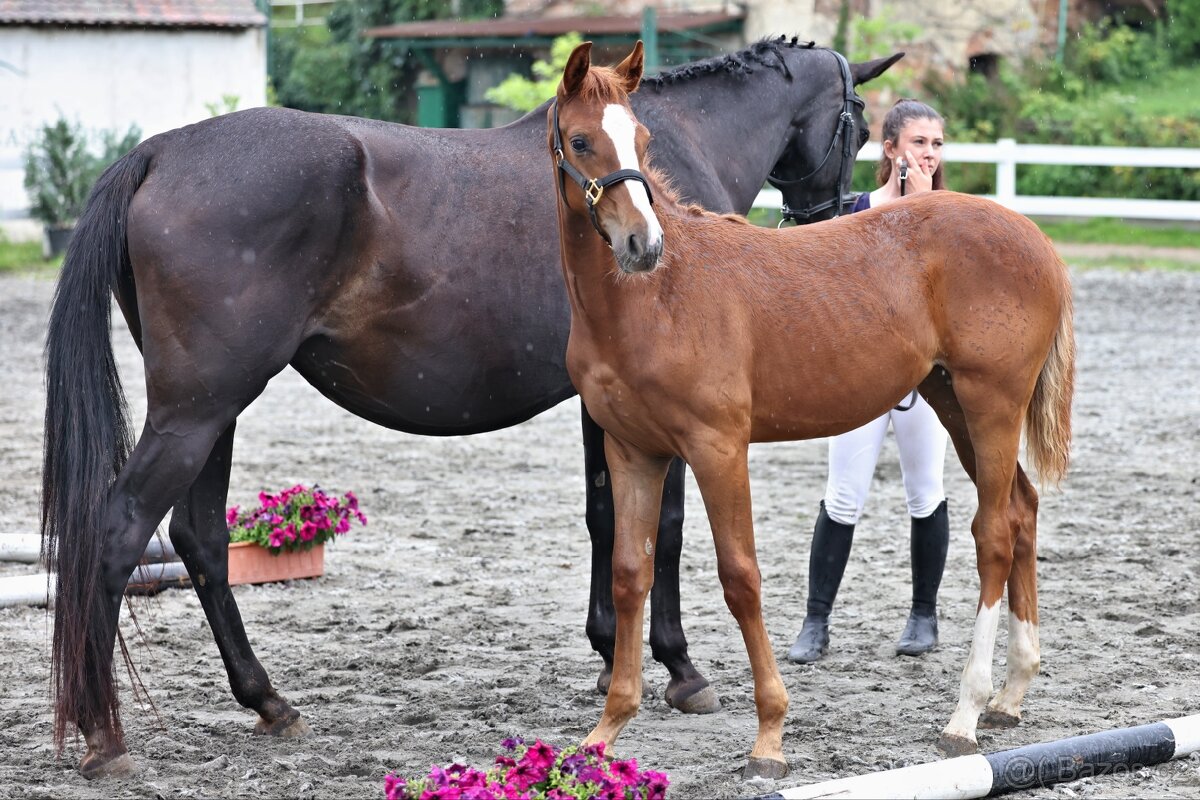 Klisnička po One And Only (Don VHP) - 10