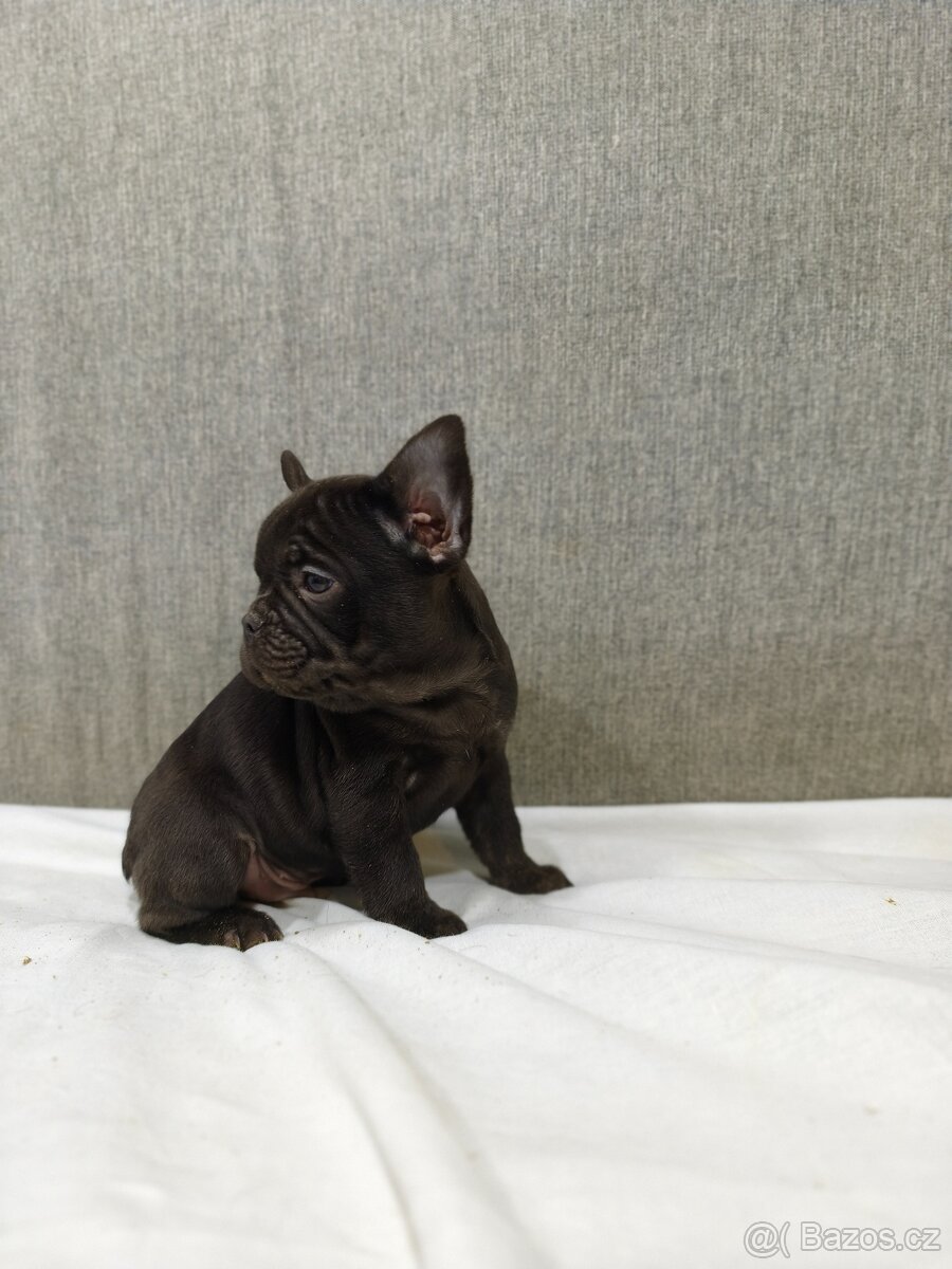 Francouzsky buldoček - 10
