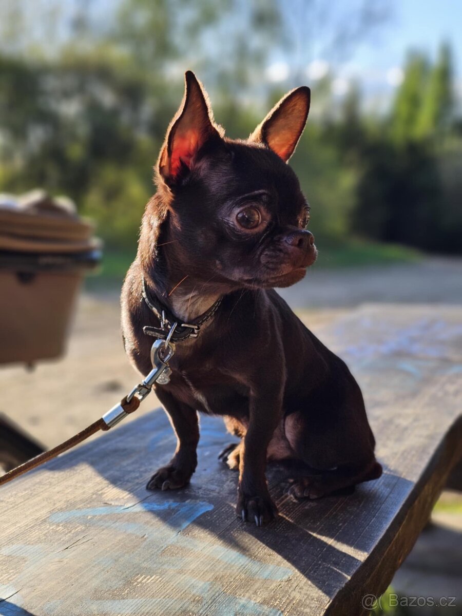 Čivavy chlapeček - 10