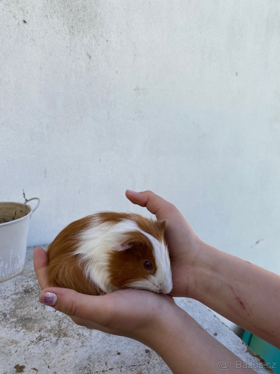 Prodám morčata - 10