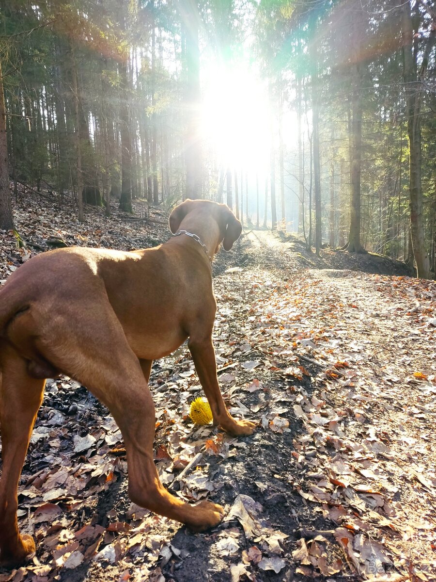 Maďarsky ohař - 10