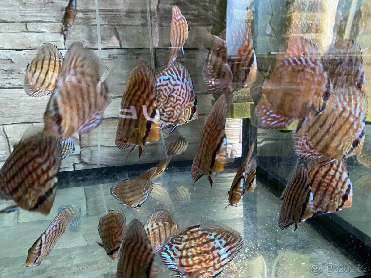 Discus, terčovci RED Tyrkys - 10