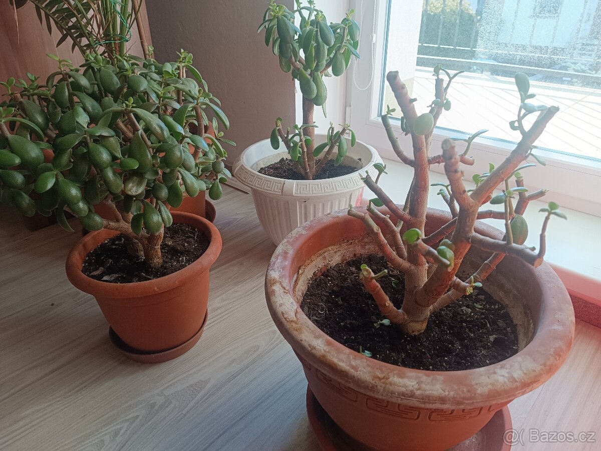 Prodám tlustice + palmy + jiné rostliny - 10