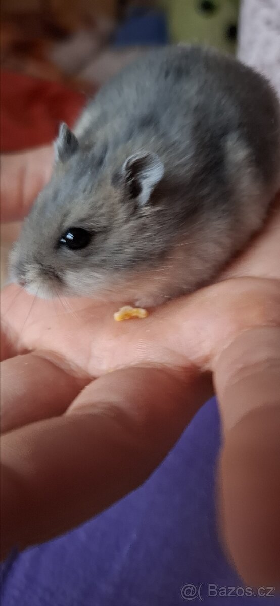 Křeček džungarský - 10