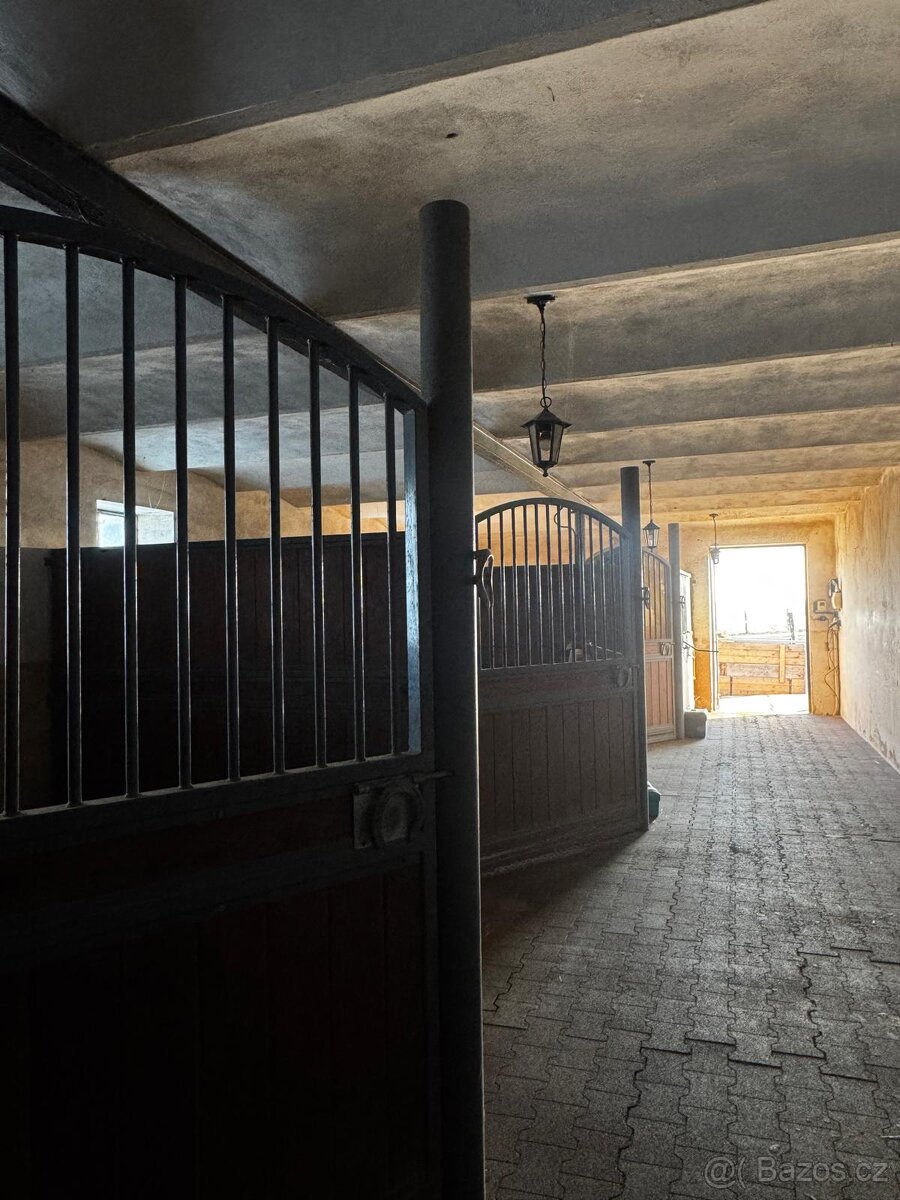 Ustájení koní - box - 10