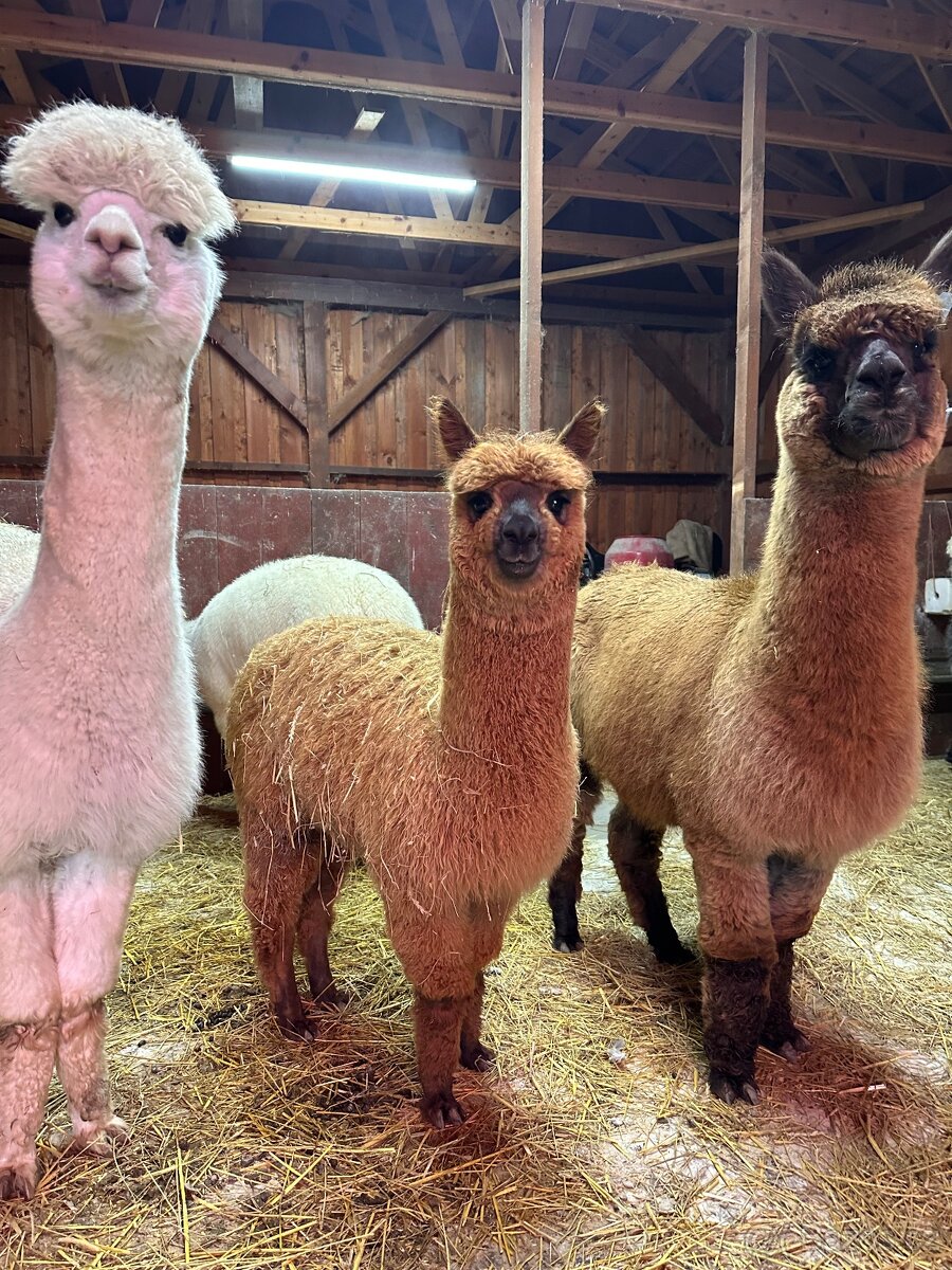 Přikrývka alpaka vlna, výplň 1300g - 10