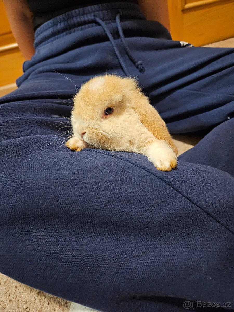 Zakrslý králík - 10
