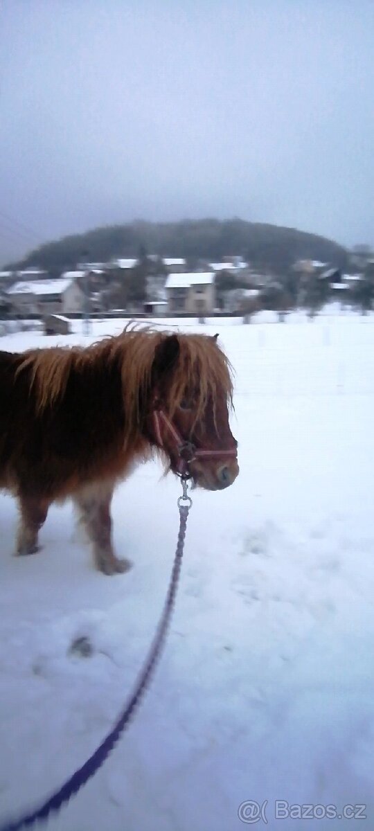 Pronájem pony - 10