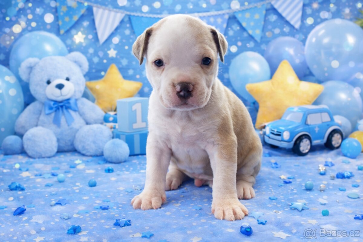 American Bully Standard - 10