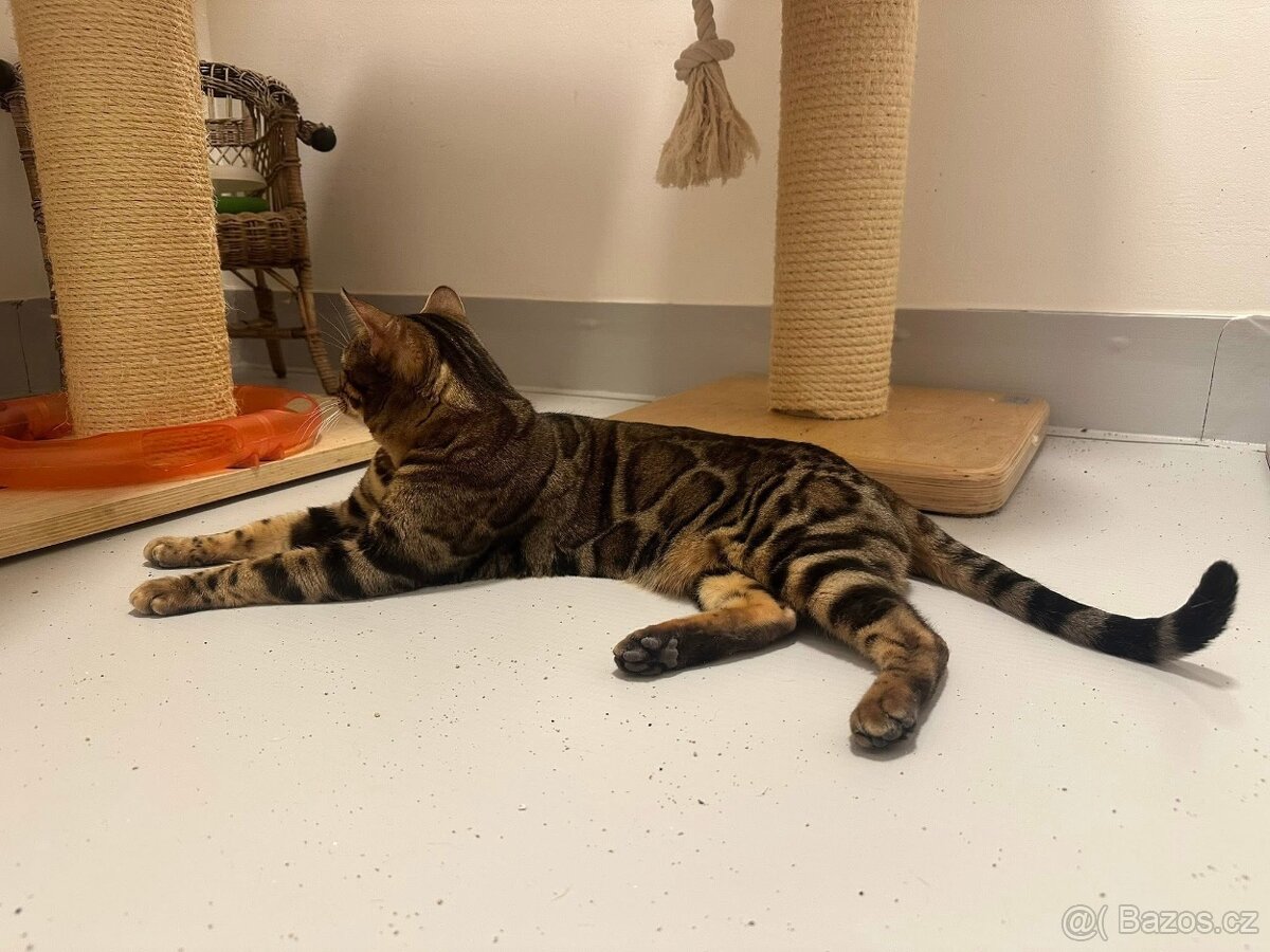 Bengálská kočka - 10