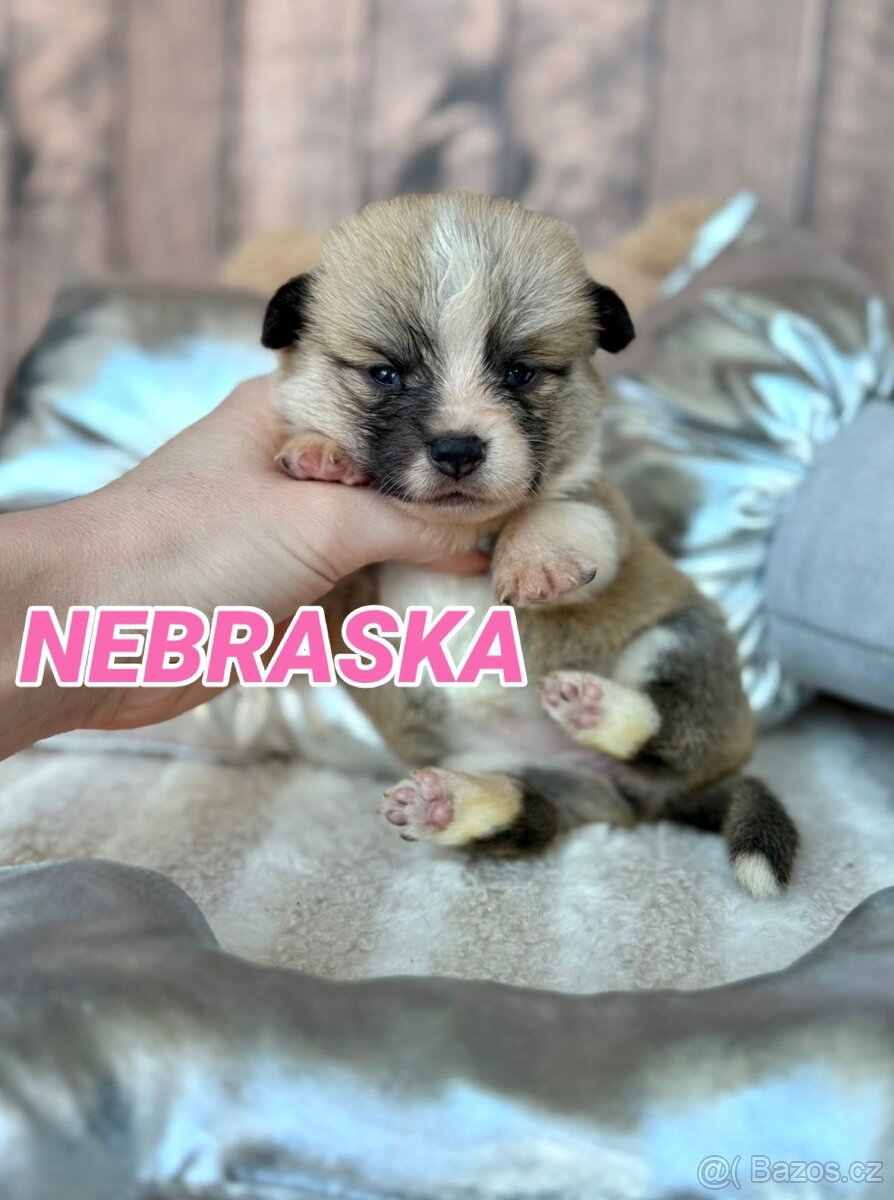 Welsh Corgi Pembroke - 10