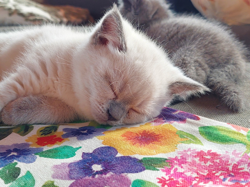 Koťátka – britská kočka - 10