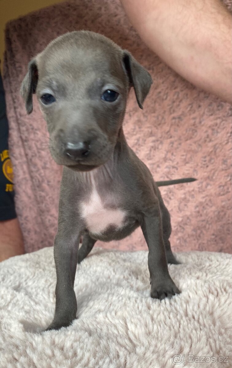 Italský chrtík - 10