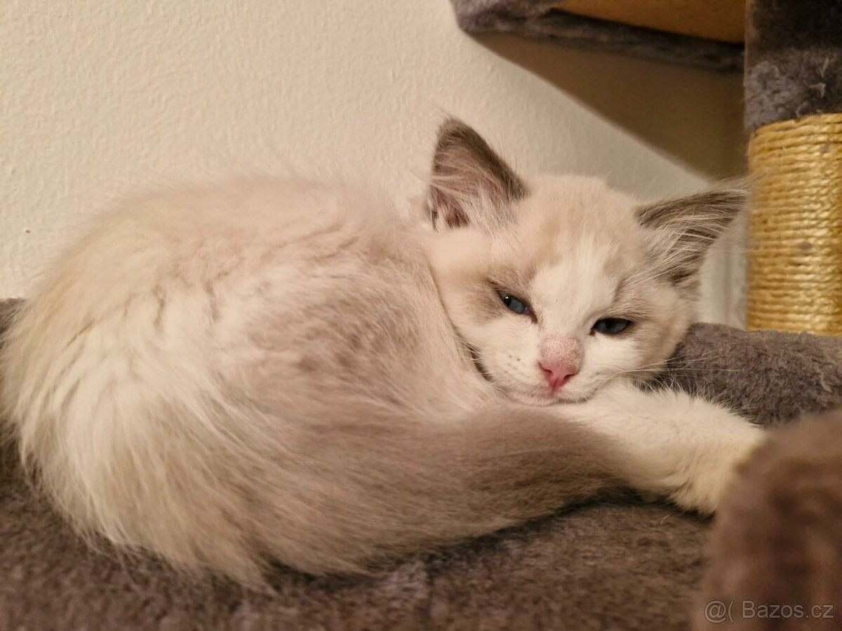 Kocourek Ragdoll - 10