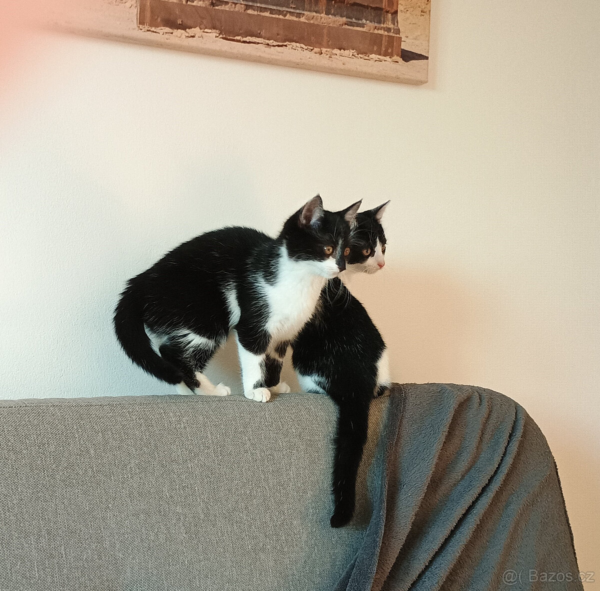 Koťata, kotě, jen do dobrých rukou - 10