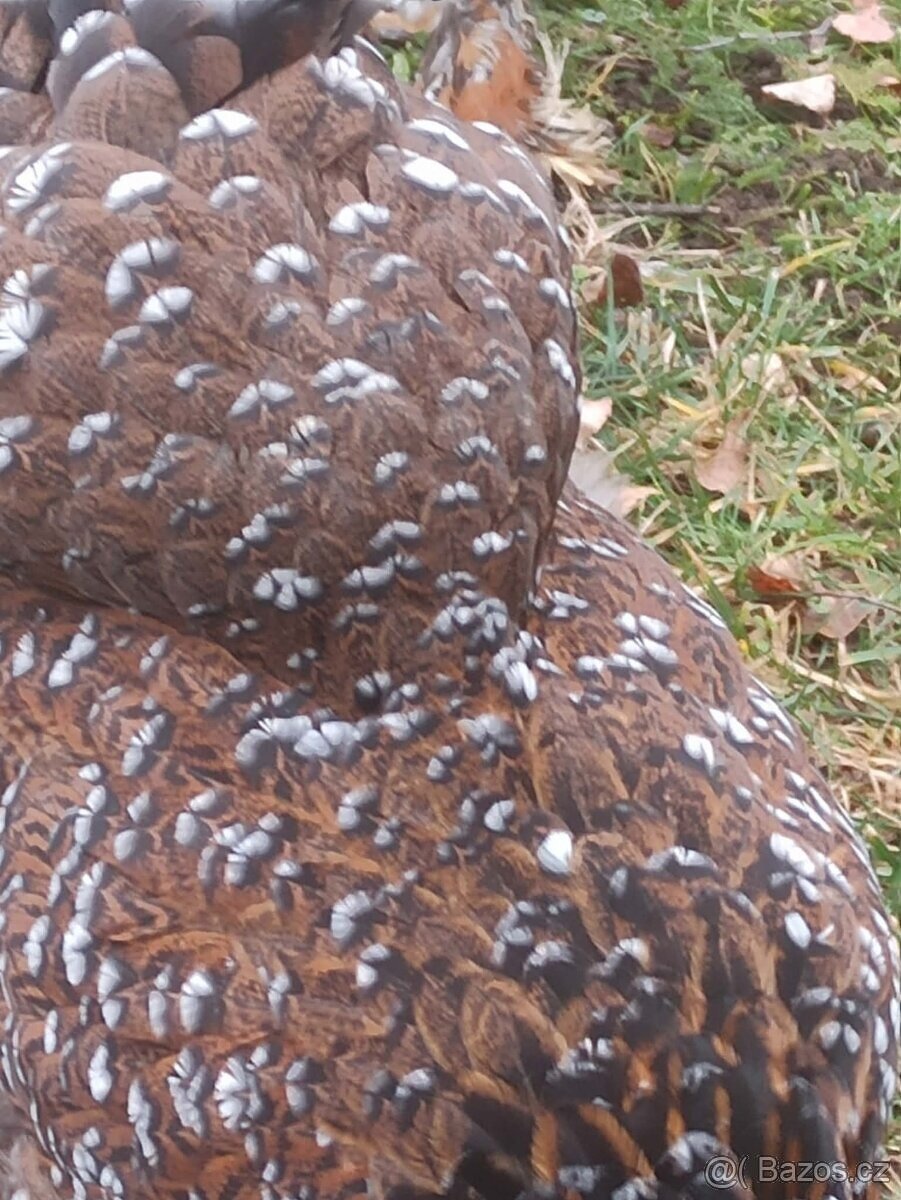 Brahmánka velká - 10