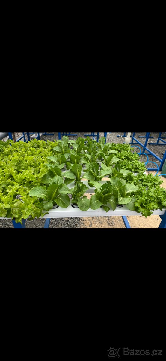 Hydroponie-aquaponie - 10