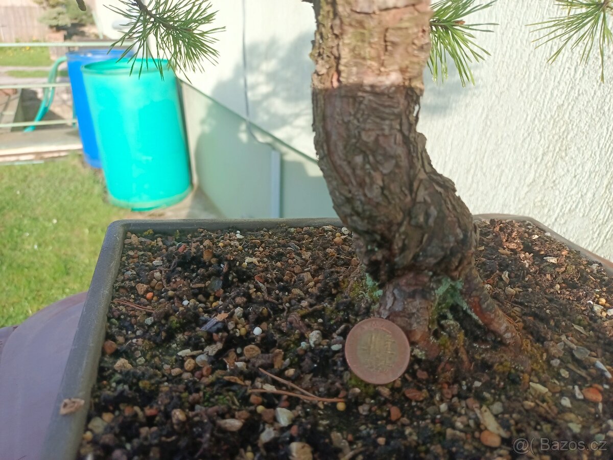 bonsai, bonsaj - 10