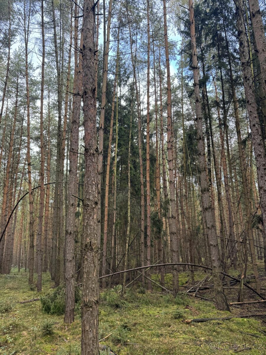 Prodám lesní pozemek v katastrálním území Žichlice u Hromnic - 10