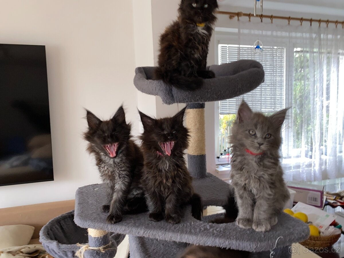 Čistokrevné mainské mývalí koťátko - blue smoked - holčička - 10