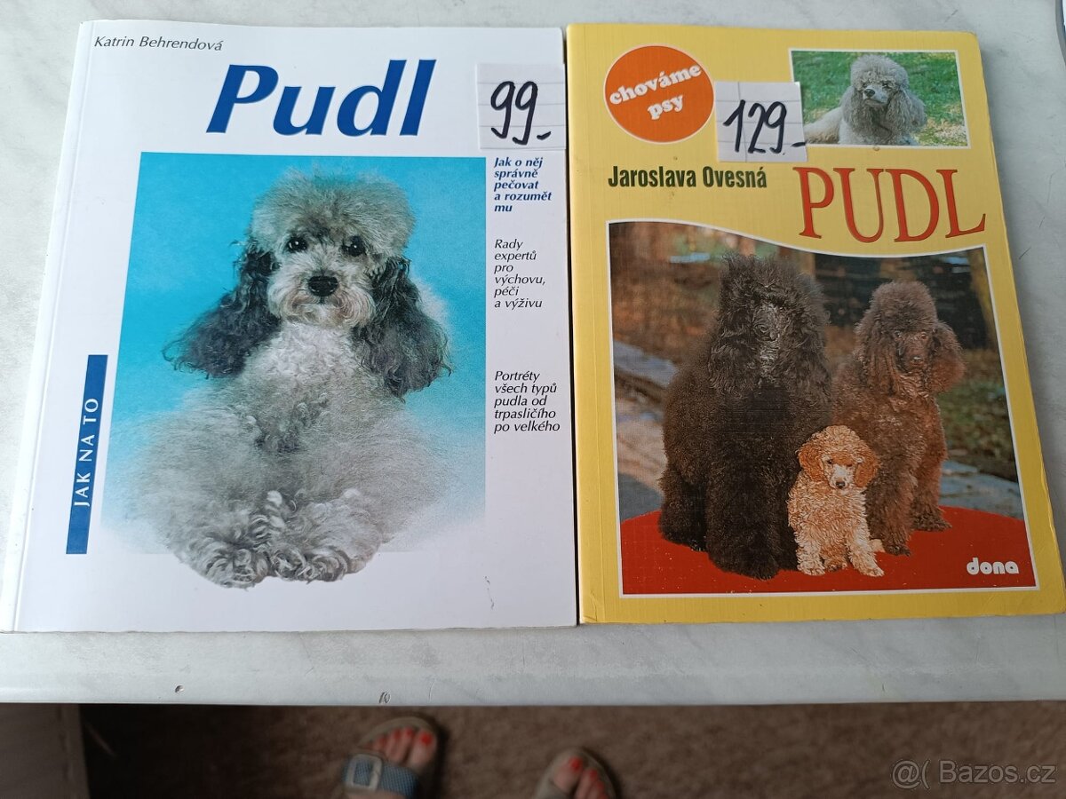 Afghánský chrt pudl westik bišon frise retrivr - 10