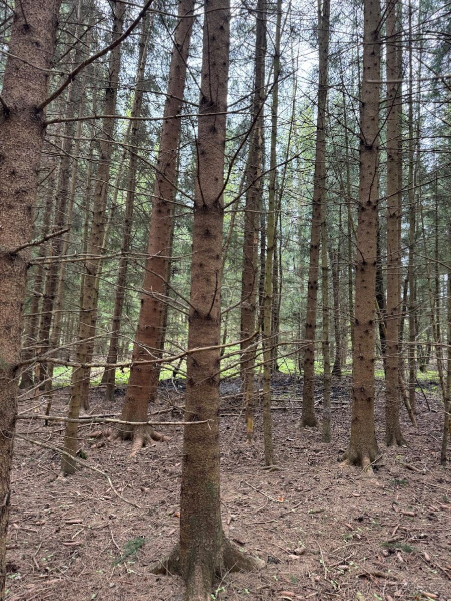 Prodám lesní pozemek v k.ú. Bednáreček - 10