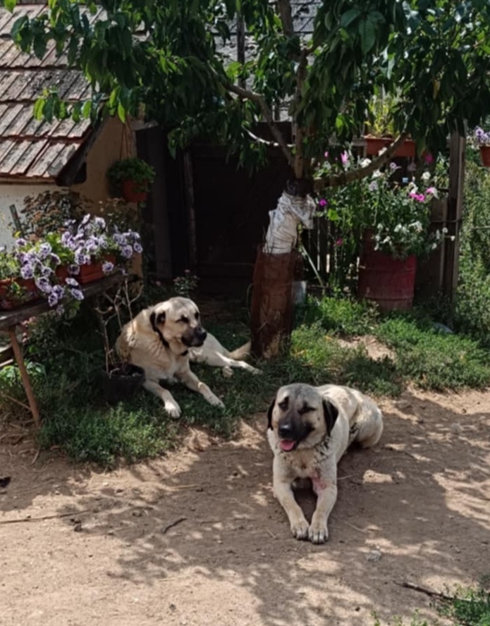 Kangalský pastevecký pes- štěňátka s pp - 10